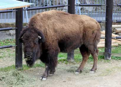 動物図鑑・アメリカバイソン